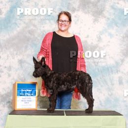 Tyr - Dutch Shepherd