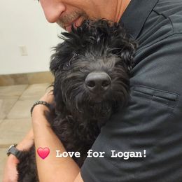 Logan (Wolverine) - Black male Goldendoodle puppy in Goodyear, Arizona from The Earl Dood(le)s