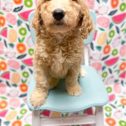 Peach - Goldendoodle puppy in Shreveport, Louisiana from Faith's Southern Goldendoodles