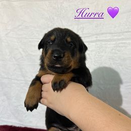 Hurra (Purple collar) - Black and rust female Beauceron puppy in Waller, Texas from Côté Obscur