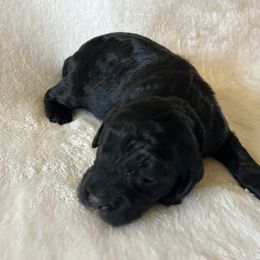 BW Male - Black and white male Cavapoo puppy in Tempe, Arizona from Springerdoodles Plus AZ