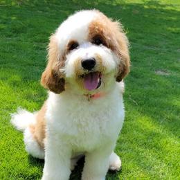 Bernedoodle and Goldendoodle All Grown Up from Elite Goldendoodles and Bernedoodles