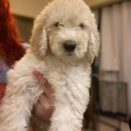 Poodle Puppies from Az Dandelion Doodles