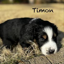 Timon - Black tri-color male Australian Shepherd puppy in Blythewood, South Carolina from One Tribe Aussies
