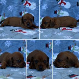 Carol - Red female Dachshund puppy in Gatesville, Texas from Emily’s Doxie Domain