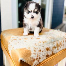 Topo Chico - Black and white female Pomsky puppy in Yavapai County, Arizona from Pawsh Pomskies