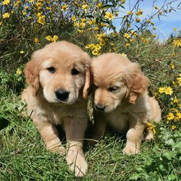 Golden Retriever Puppies from Graciegold Retrievers