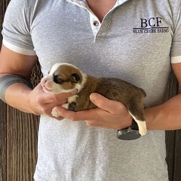Winnie - Male 5 - Fawn male Pembroke Welsh Corgi puppy in Jefferson, South Carolina from Blue Creek Farms