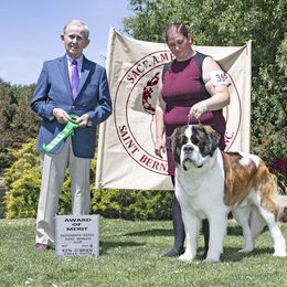 Saint Bernard All Grown Up from Metal Saints