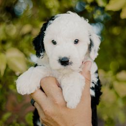 Blizzard - Black and white male Sheepadoodle puppy in Patterson, California from Dooling Doodles