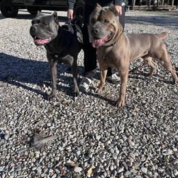 Cane Corso puppies from Diesels Legacy