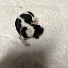 Stripe - Piebald male Dachshund puppy in Salkum, Washington from Stonevalley Dachshunds