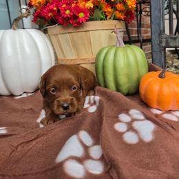 Orange - Apricot male Goldendoodle puppy in Little Rock, Arkansas from Adorable Mini Doodles LLC