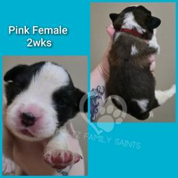 Pink female - White and brown female Saint Bernard puppy in Kaukauna, Wisconsin from Holtz Family Saints
