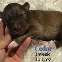 Cedar - Red and white male Siberian Husky puppy in Florence, Kentucky from Moonlight Howl Huskies