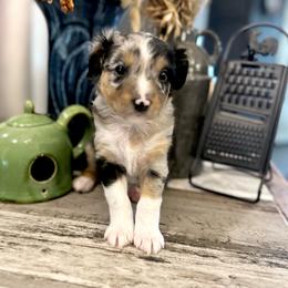Girl 3 - Blue merle female Australian Shepherd puppy in Eustis, Florida from AUSSIELIFEFARMS, LLC