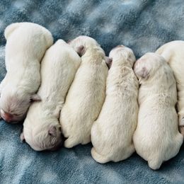 Boy 5 - Light golden male Golden Retriever puppy in Amherst, Virginia from Knight's Golden Acres