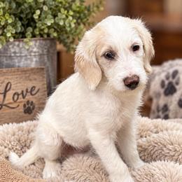 Snowflake - Cream female Labradoodle puppy in Churchill County Fallon, Nevada from Card Family Ranch