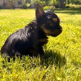 Purple collar - Black and tan male Yorkshire Terrier puppy in Dallas, North Carolina from Yorkie Fever