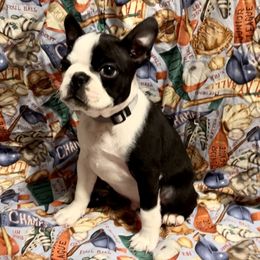 Boston Terrier Puppies from Benders Boston’s