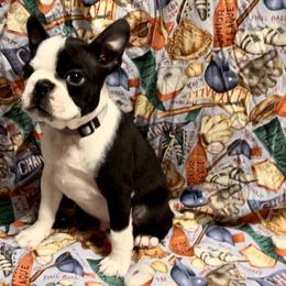 Boston Terrier Puppies from Benders Boston’s