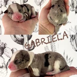 Gabriela - Blue merle female Border Collie puppy in Sanger, California from Flying M Cactus Ranch Buddies