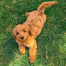 Rory - Red male Cavapoo puppy in Erda, Utah from Country Lane Doodles