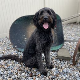 Hope - Goldendoodle