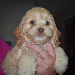 Bingo - Buff female Cockapoo puppy in Myerstown, Pennsylvania from The Cocker Cingdom