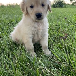 Golden Retriever Puppies from Hearth & Homestead