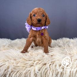 Crown - Red  female Goldendoodle puppy in Utah County, Utah from Big Hearted Breeders