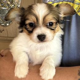 Pickles - White black and tan male Papillon puppy in Boardman, Ohio from Taliaferro Kennel