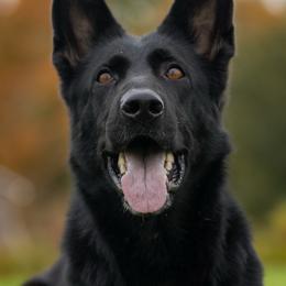 Athena - German Shepherd
