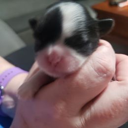 Girl 1 - Black and white Shih Tzu puppy in Hollywood, Florida from Crystal's Shih Tzus