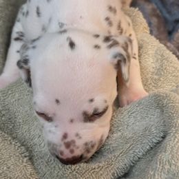 Girl 4 - White and liver brown female Dalmatian puppy in Maryville, Tennessee from Coachside Dalmatians