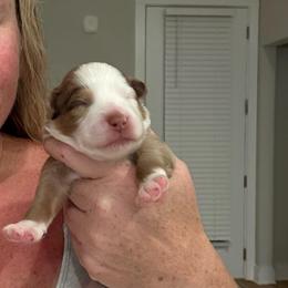 Rose - Red merle female Miniature Australian Shepherd puppy in Pinnacle, North Carolina from Higher Elevations Mini Aussies