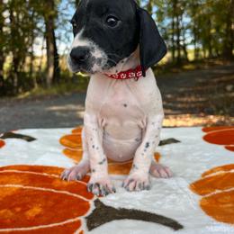 Snow White - Black and white female German Shorthaired Pointer puppy in Dugspur, Virginia from Pilgrims Trails Shorthairs