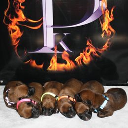 Belgian Malinois Puppies from Pyrex Kennels