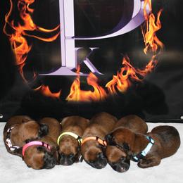 Belgian Malinois Puppies from Pyrex Kennels