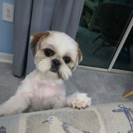 Poppy - Shih Tzu