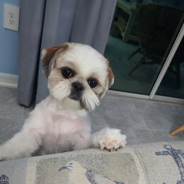 Poppy - Shih Tzu