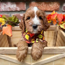 Robin - Black - Red male Australian Labradoodle puppy in Citrus Heights, California from Elite Blend Labradoodles