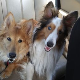 Shetland Sheepdogs from JEM's Shelties