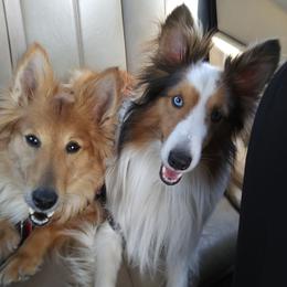 Shetland Sheepdogs from JEM's Shelties