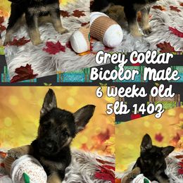 German Shepherd Puppies from Pocono GSD