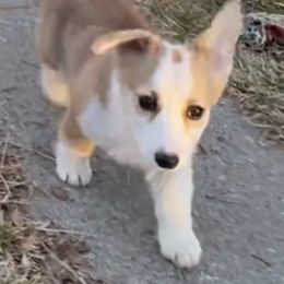 Pembroke Welsh Corgi Puppies from Eaglerock Kennel