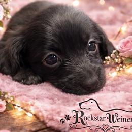 Philia - Black female Dachshund puppy in Huntington, Arkansas from Rockstar.Weiners