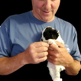 Shihpoo Puppies from Perfect Companion Puppies