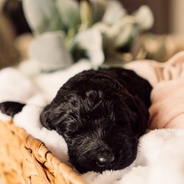 Bernedoodle and Labradoodle Puppies from Royal Doodles