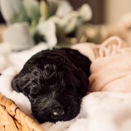 Bernedoodle and Labradoodle Puppies from Royal Doodles